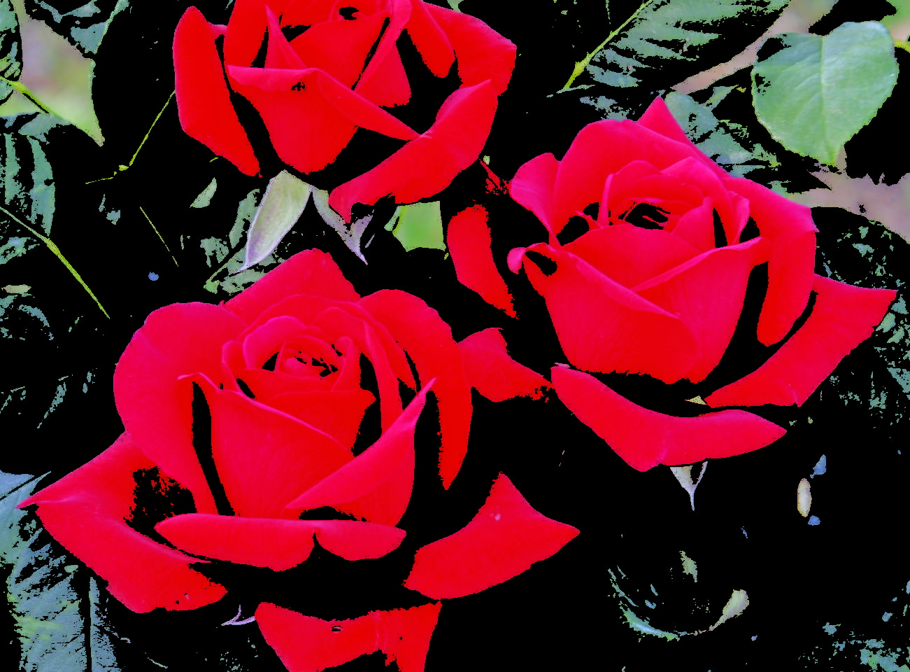 ROSE BARNI VALENTINO